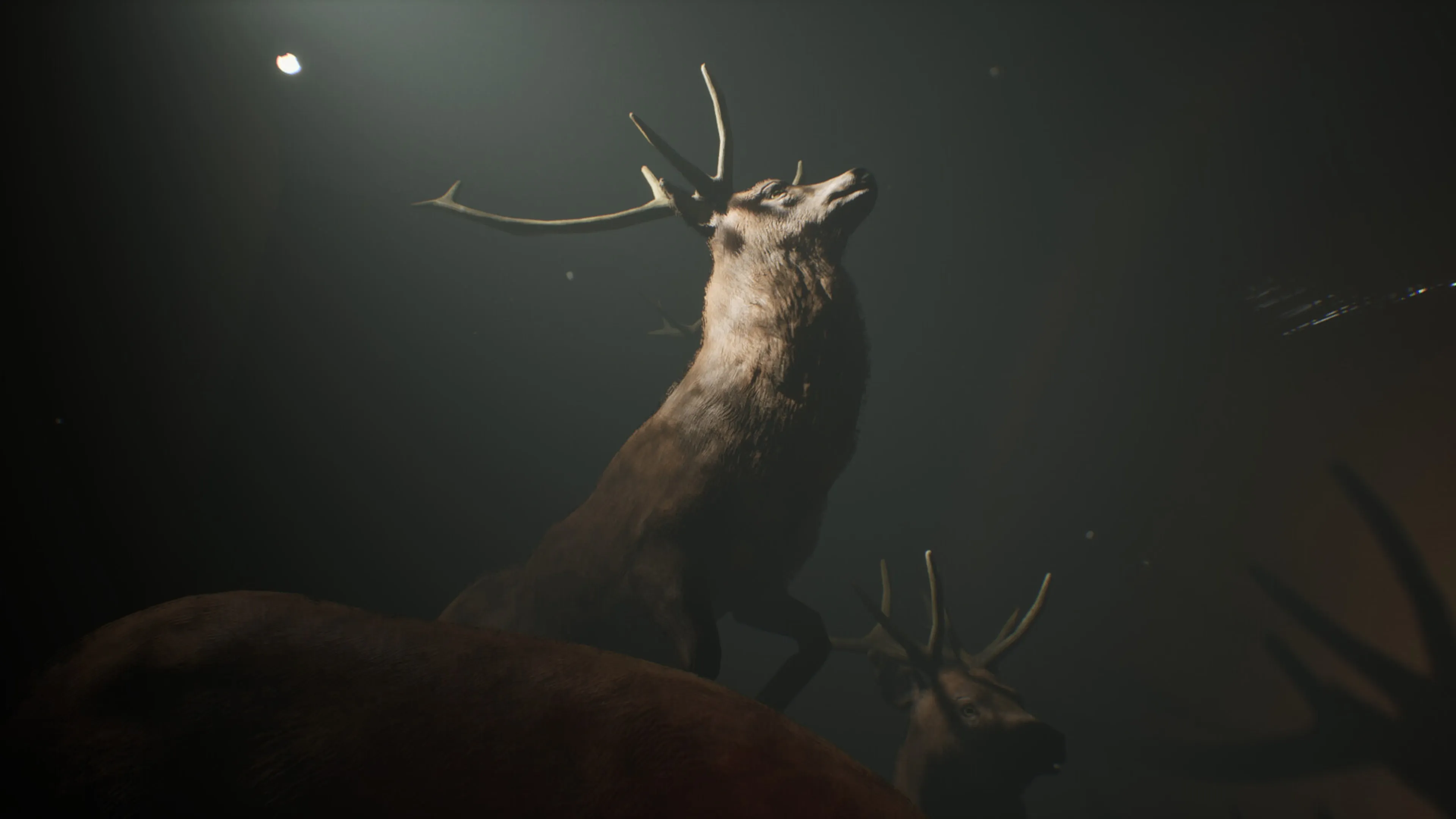 Project 13: Taxidermy Trails [PS4] - изображение 2
