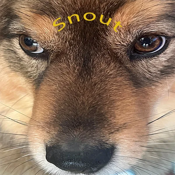 Snoot Booper [PS5]