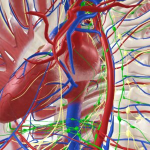 Human Anatomy VR [PS4] - изображение 4