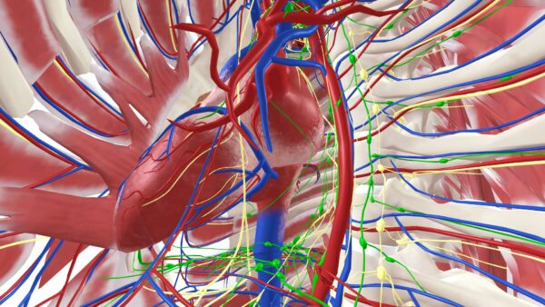 Human Anatomy VR [PS4] - изображение 4