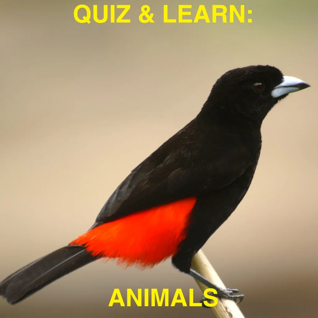 Quiz & Learn: Animals [PS4] - изображение 1